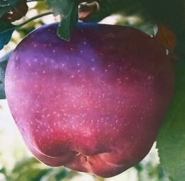 Mar – Starking delicios