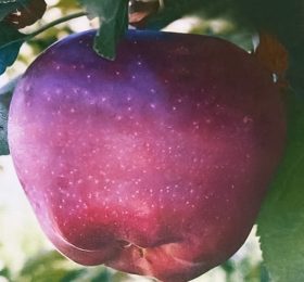 Mar – Starking delicios