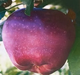 Mar – Starking delicios