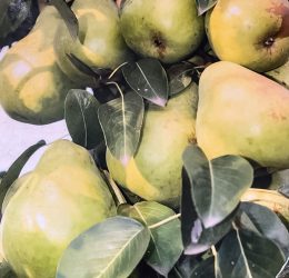 Par Columnar „P33” – soi de vara