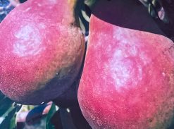 Par – Famorita lui Klapp