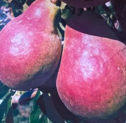 Par – Famorita lui Klapp