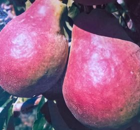 Par – Famorita lui Klapp