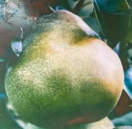 Par – Pergamut – soi de toamna