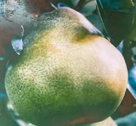 Par – Pergamut – soi de toamna