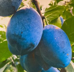 Prun – Vengherca – soi tarziu