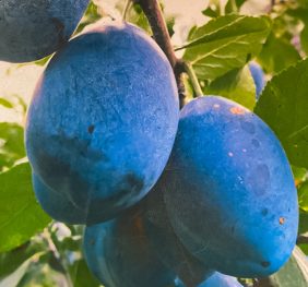 Prun – Vengherca – soi tarziu