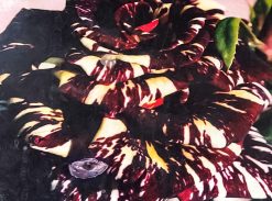 Trandafir � Abra Kadabra