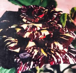 Trandafir � Abra Kadabra