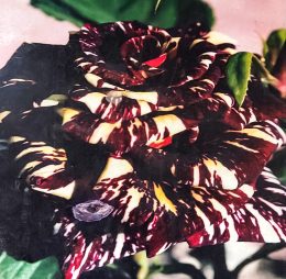 Trandafir � Abra Kadabra