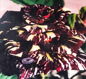 Trandafir � Abra Kadabra