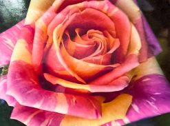 Trandafir � Fiesta