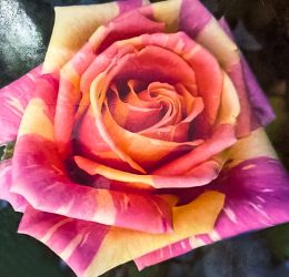 Trandafir � Fiesta