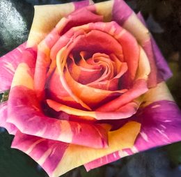 Trandafir � Fiesta