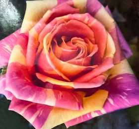 Trandafir � Fiesta