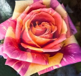 Trandafir � Fiesta