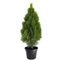 Thuia Occidentalis