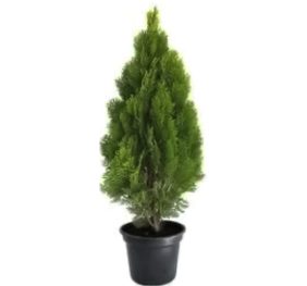 Thuia Occidentalis