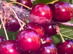 Vi?in mare – soi timpuriu