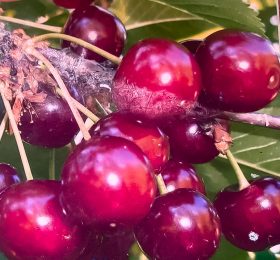 Vi?in mare – soi timpuriu