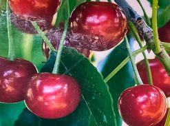 Vi?in – Nana – soi timpuriu