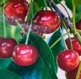 Vi?in – Nana – soi timpuriu