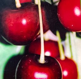 Vi?in – Tarzii – soi tarziu