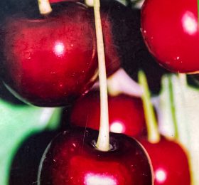 Vi?in – Tarzii – soi tarziu