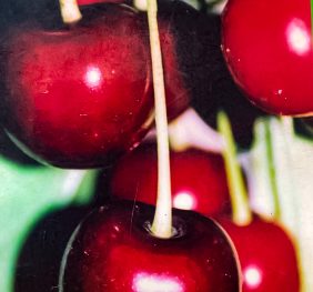 Vi?in – Tarzii – soi tarziu