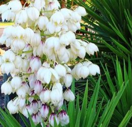 Yucca Filamentosa