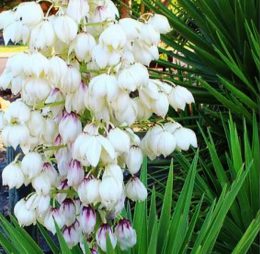 Yucca Filamentosa