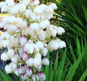 Yucca Filamentosa