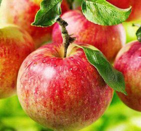 Mar – Delicios de Voinesti