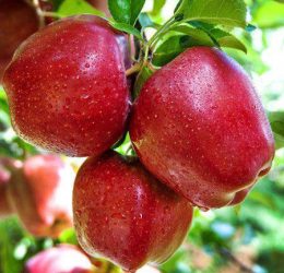 Mar – Prima – soi de vara-toamna