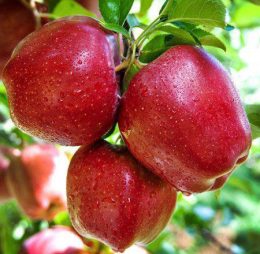 Mar – Prima – soi de vara-toamna