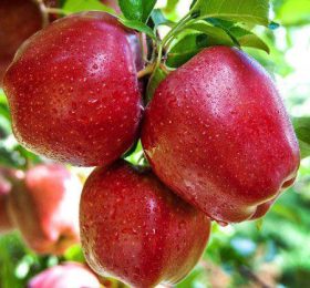 Mar – Prima – soi de vara-toamna