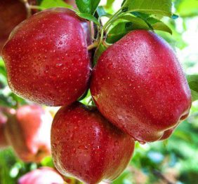 Mar – Prima – soi de vara-toamna