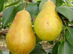 Par – Cure – soi de toamna