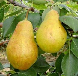 Par – Cure – soi de toamna