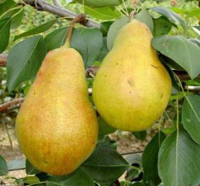 Par – Cure – soi de toamna