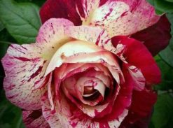 Trandafir � Purple Tiger