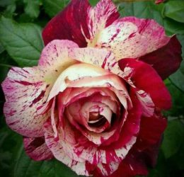 Trandafir � Purple Tiger