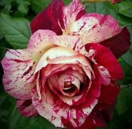 Trandafir � Purple Tiger