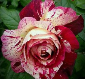 Trandafir � Purple Tiger