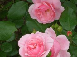 Trandafir � Barkarolle