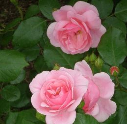 Trandafir � Barkarolle