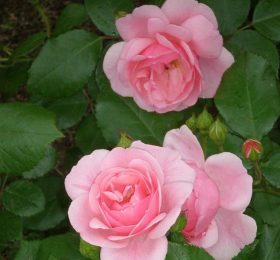 Trandafir � Barkarolle