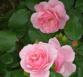 Trandafir � Barkarolle