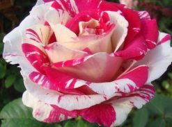 Trandafir � Fantezie