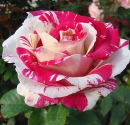 Trandafir � Fantezie